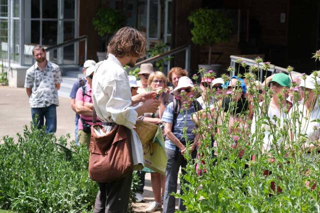 Atelier plantes sauvages  domicile