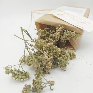 Tisane-du-barde-achillée-cueillette-sauvage-anjou-herboristerie